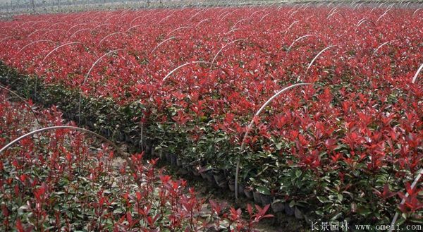 紅葉石楠圖片基地實拍 紅葉石楠圖片基地實拍