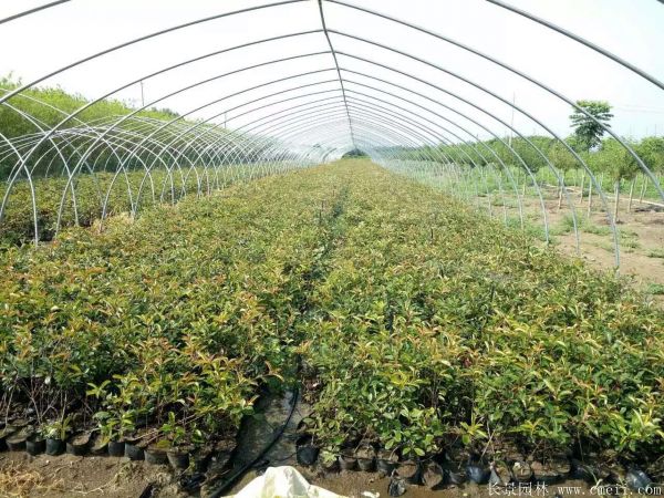 紅葉石楠圖片基地實拍 紅葉石楠圖片基地實拍