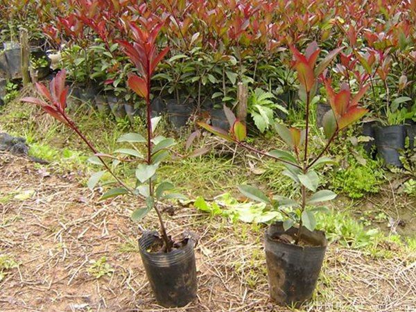 紅葉石楠圖片基地實拍 紅葉石楠圖片基地實拍