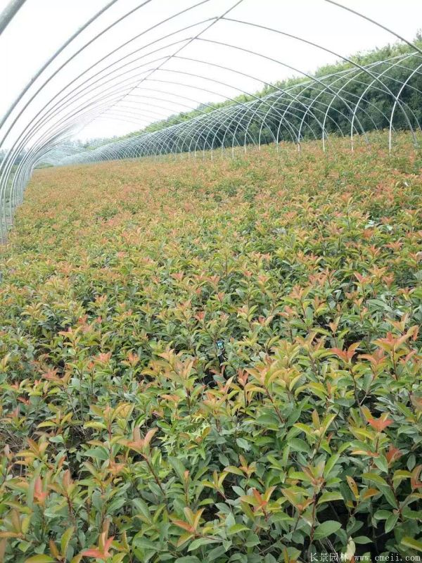 紅葉石楠圖片基地實拍 紅葉石楠圖片基地實拍