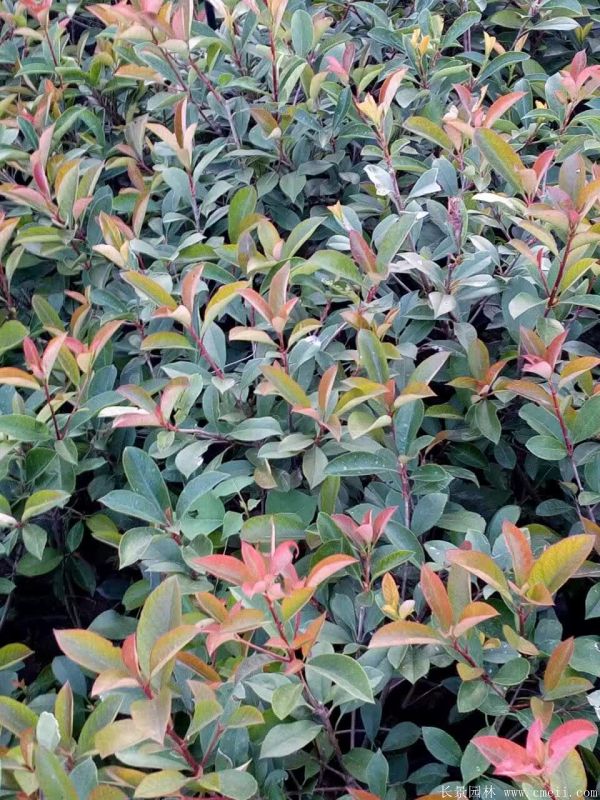 紅葉石楠圖片基地實拍 紅葉石楠圖片基地實拍