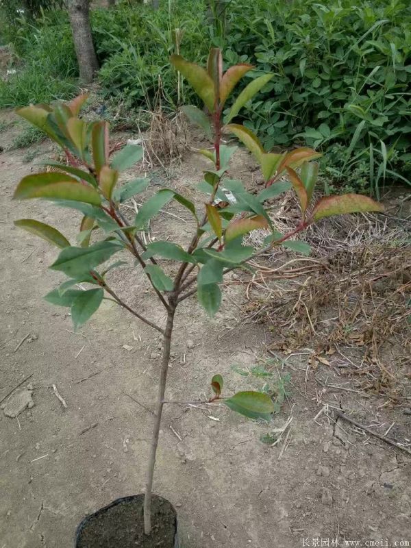 紅葉石楠圖片基地實拍 紅葉石楠圖片基地實拍