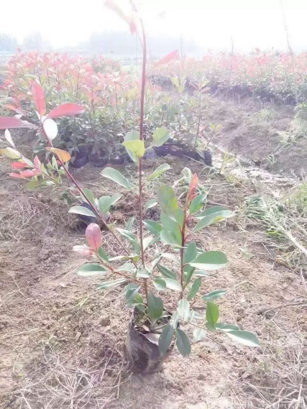 紅葉石楠圖片基地實拍 紅葉石楠圖片基地實拍