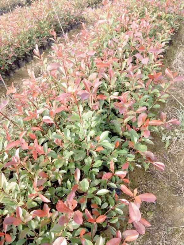 紅葉石楠圖片基地實拍 紅葉石楠圖片基地實拍