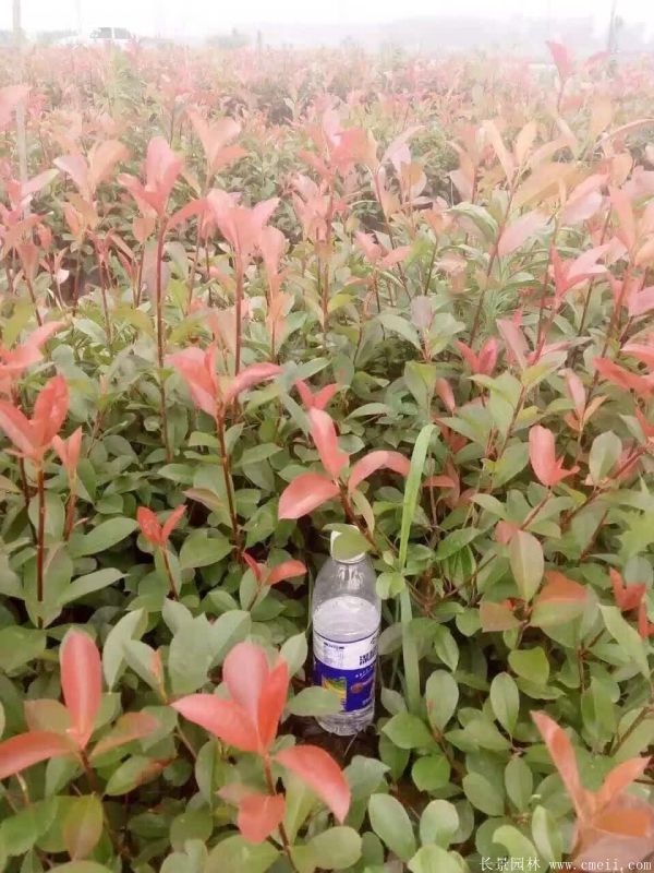 紅葉石楠圖片基地實拍 紅葉石楠圖片基地實拍