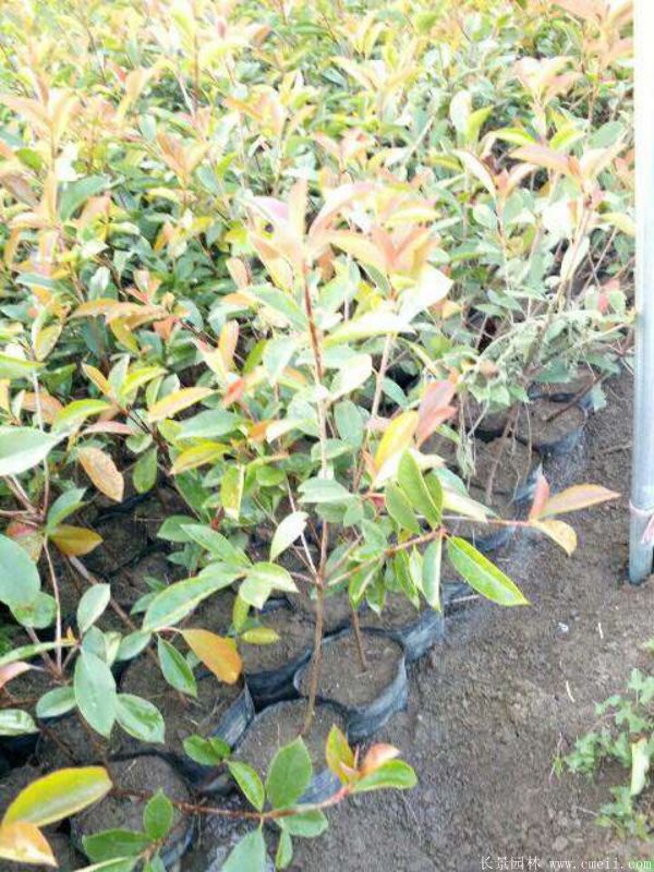 紅葉石楠圖片基地實拍 紅葉石楠圖片基地實拍