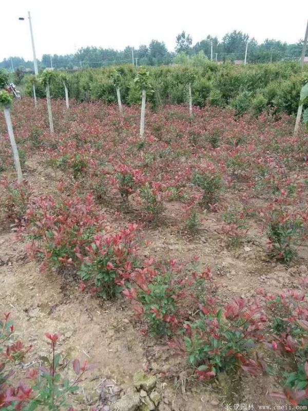 紅葉石楠圖片基地實拍 紅葉石楠圖片基地實拍