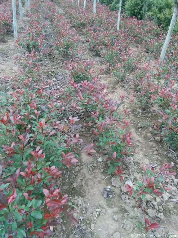 紅葉石楠圖片基地實拍 紅葉石楠圖片基地實拍