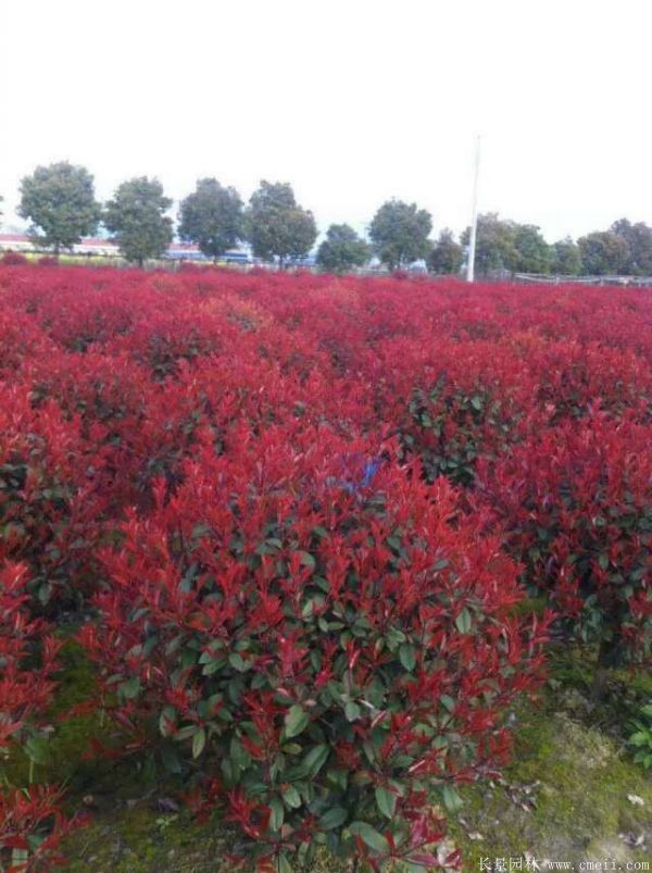 紅葉石楠圖片基地實拍 紅葉石楠圖片基地實拍