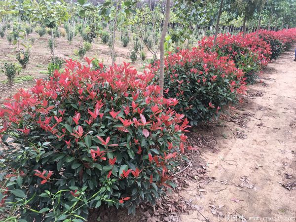 紅葉石楠圖片基地實拍 紅葉石楠圖片基地實拍