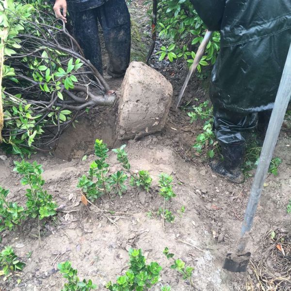 紅葉石楠圖片基地實拍 紅葉石楠圖片基地實拍