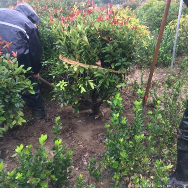 紅葉石楠圖片基地實拍 紅葉石楠圖片基地實拍