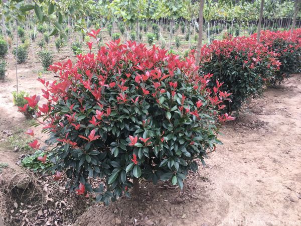 紅葉石楠圖片基地實拍 紅葉石楠圖片基地實拍