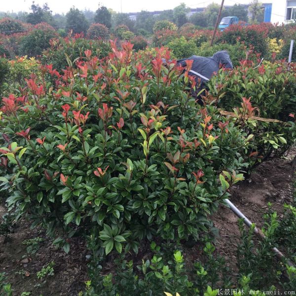 紅葉石楠圖片基地實拍 紅葉石楠圖片基地實拍