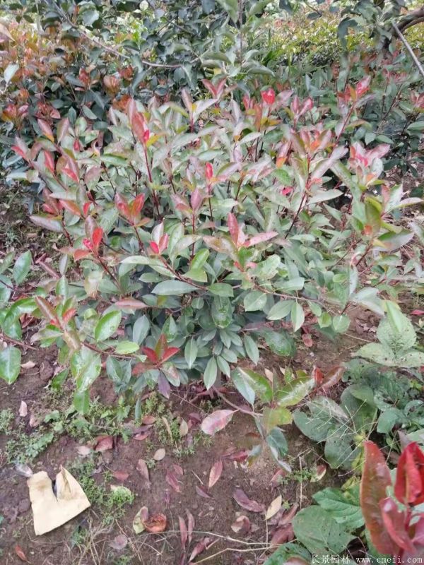 紅葉石楠圖片基地實拍 紅葉石楠圖片基地實拍