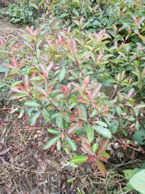 紅葉石楠圖片基地實拍 紅葉石楠圖片基地實拍