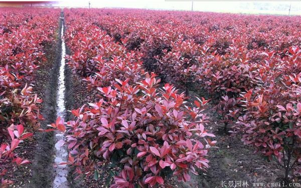 紅葉石楠圖片基地實拍 紅葉石楠圖片基地實拍