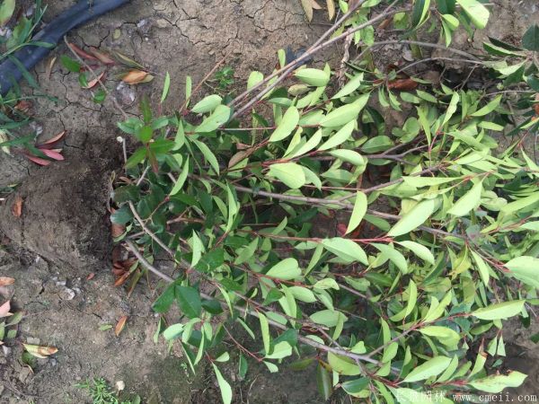 紅葉石楠圖片基地實拍 紅葉石楠圖片基地實拍