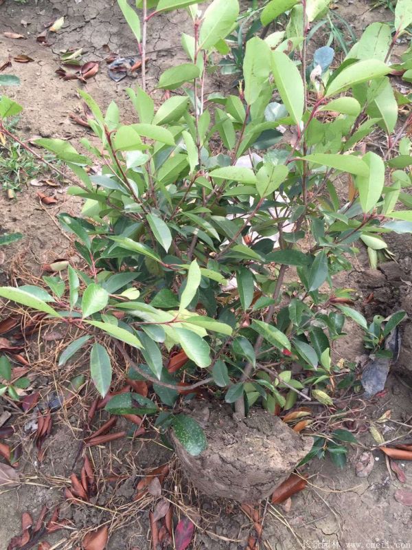 紅葉石楠圖片基地實拍 紅葉石楠圖片基地實拍