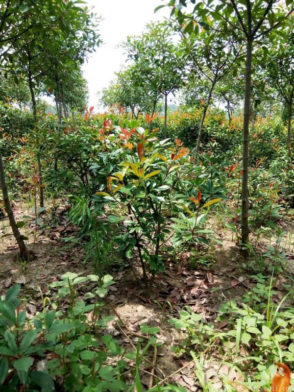 紅葉石楠圖片基地實拍 紅葉石楠圖片基地實拍