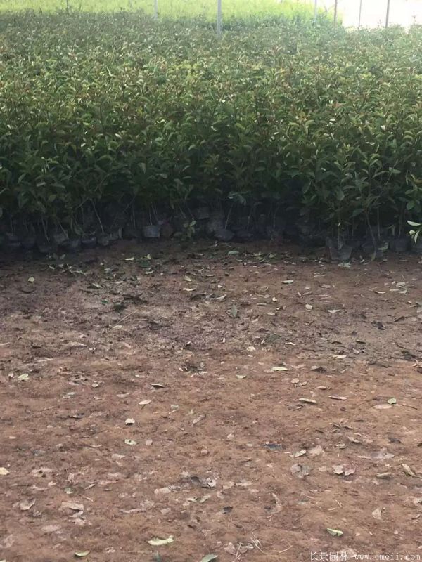 紅葉石楠圖片基地實拍 紅葉石楠圖片基地實拍