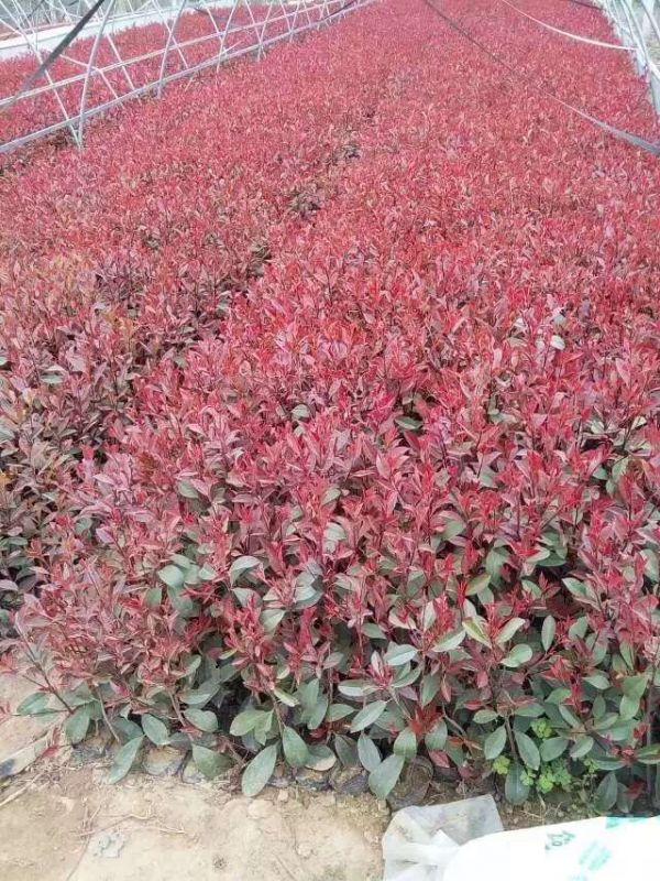 紅葉石楠圖片基地實拍 紅葉石楠圖片基地實拍