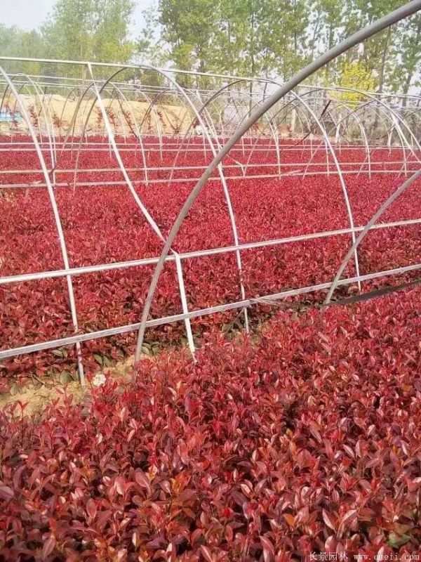 紅葉石楠圖片基地實拍 紅葉石楠圖片基地實拍