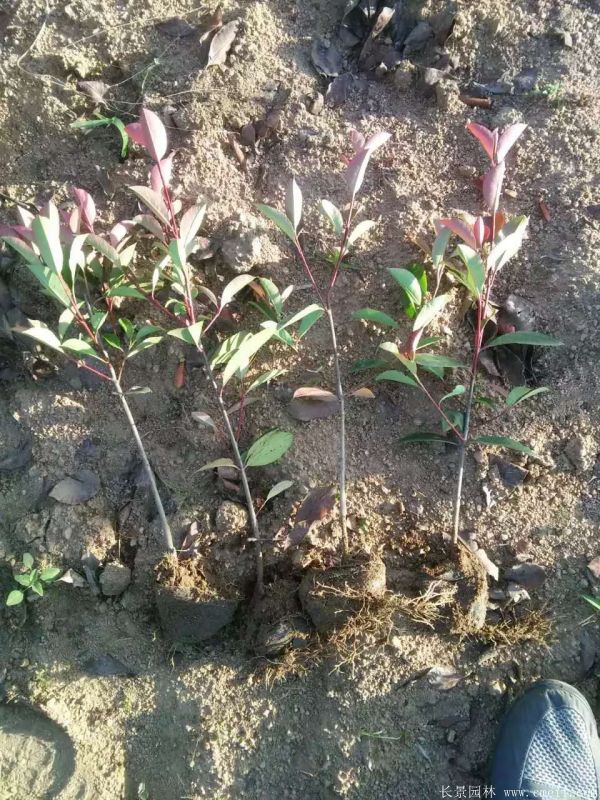 紅葉石楠圖片基地實拍 紅葉石楠圖片基地實拍