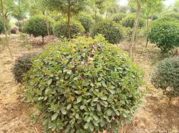 紅葉石楠圖片基地實拍 紅葉石楠圖片基地實拍