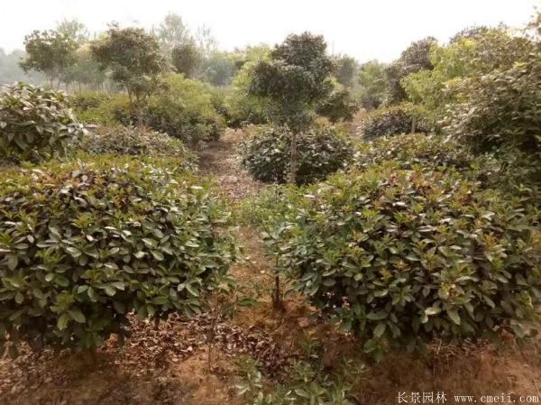 紅葉石楠圖片基地實拍 紅葉石楠圖片基地實拍