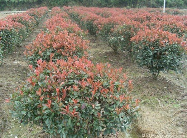 紅葉石楠圖片基地實拍 紅葉石楠圖片基地實拍