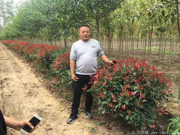 紅葉石楠圖片基地實拍 紅葉石楠圖片基地實拍