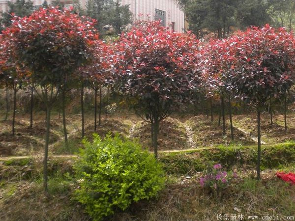 紅葉石楠圖片基地實拍 紅葉石楠圖片基地實拍