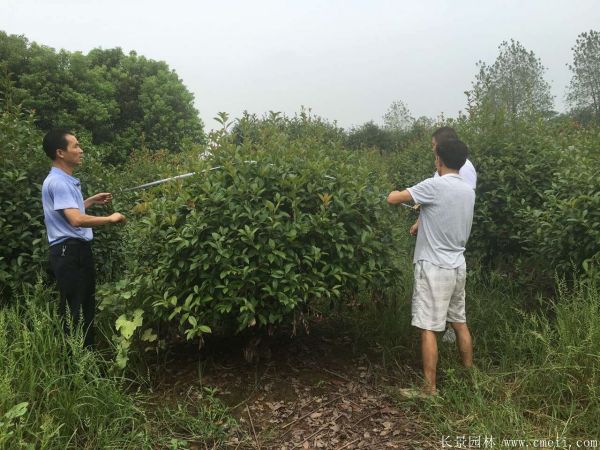紅葉石楠圖片基地實拍 紅葉石楠圖片基地實拍