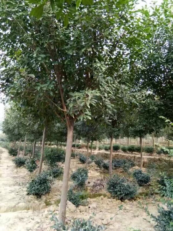 紅葉石楠圖片基地實拍 紅葉石楠圖片基地實拍