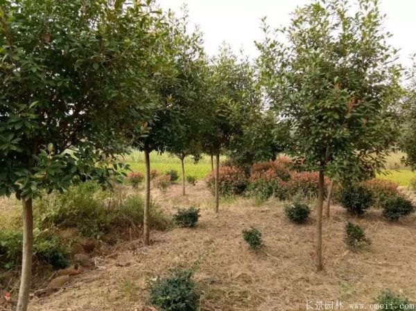 紅葉石楠圖片基地實拍 紅葉石楠圖片基地實拍