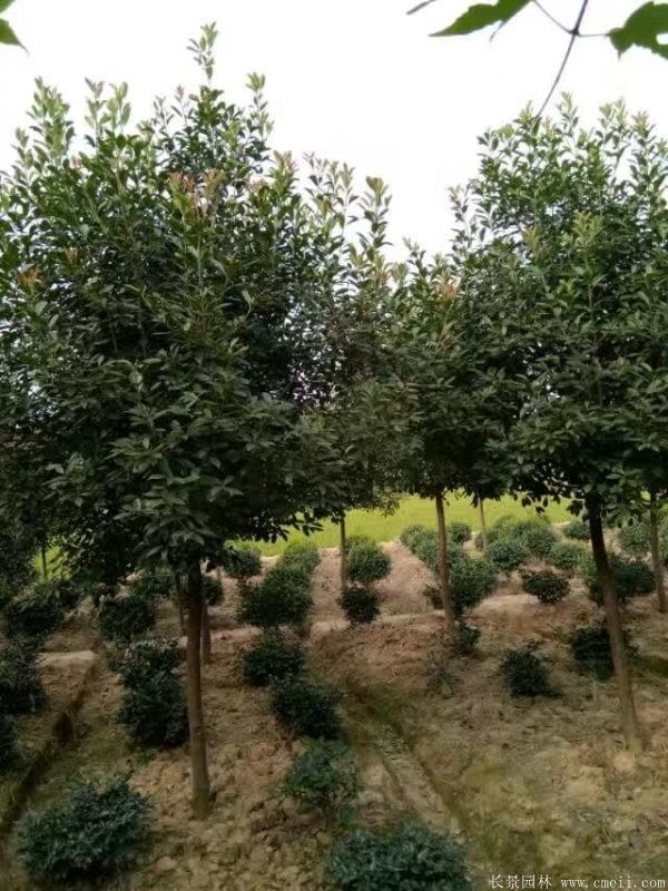 紅葉石楠圖片基地實拍 紅葉石楠圖片基地實拍