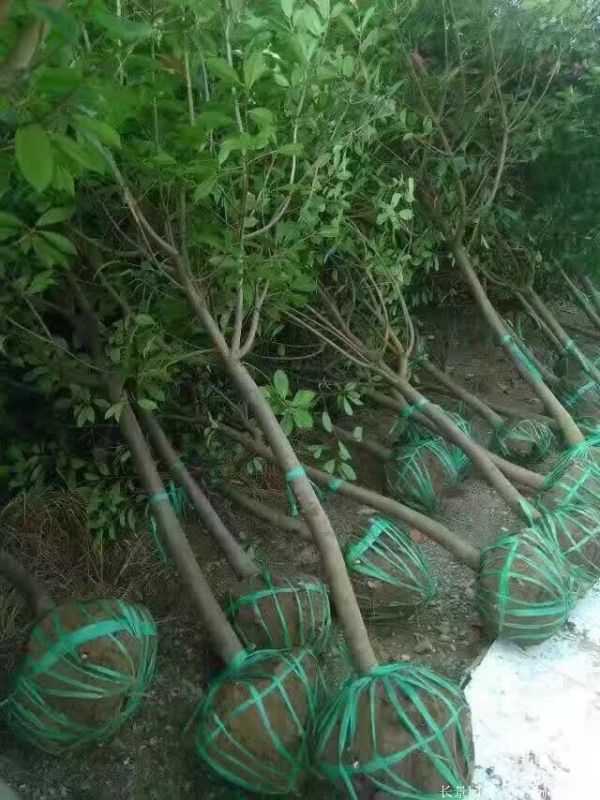 紅葉石楠圖片基地實拍 紅葉石楠圖片基地實拍