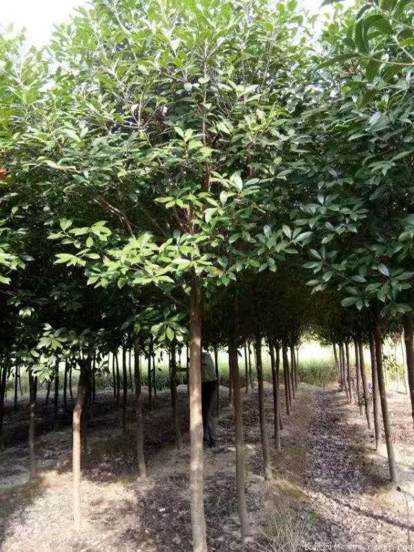 紅葉石楠圖片基地實拍 紅葉石楠圖片基地實拍