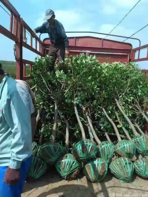 紅葉石楠圖片基地實拍 紅葉石楠圖片基地實拍