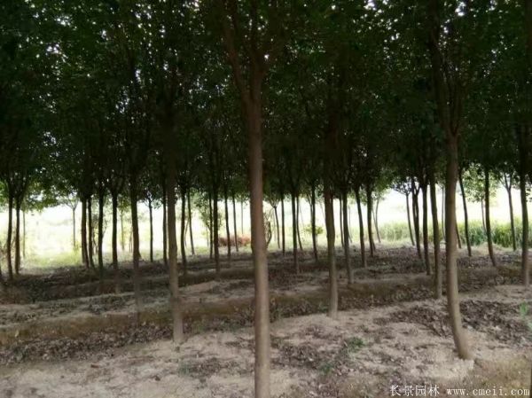 紅葉石楠圖片基地實拍 紅葉石楠圖片基地實拍