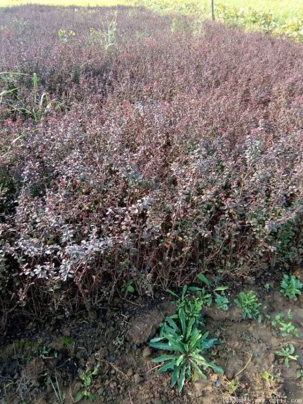 紅葉小檗圖片基地實(shí)拍 紅葉小檗圖片基地實(shí)拍