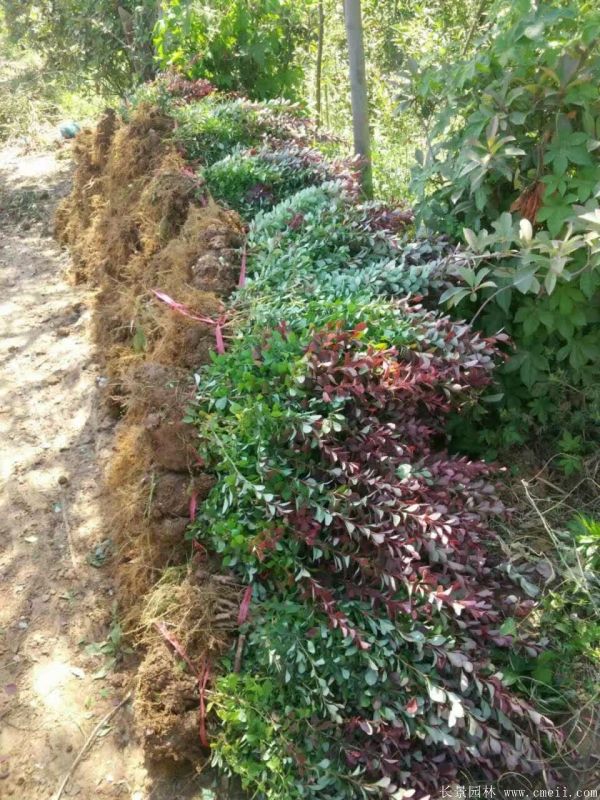 紅葉小檗圖片基地實(shí)拍 紅葉小檗圖片基地實(shí)拍