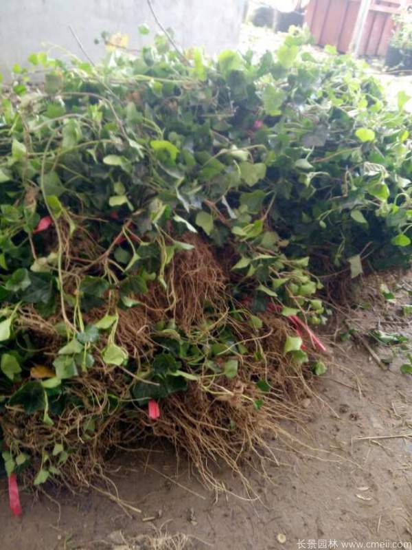 三葉地錦苗圖片基地實(shí)拍