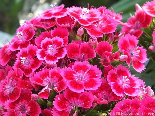 常夏石竹圖片基地實(shí)拍 常夏石竹圖片基地實(shí)拍