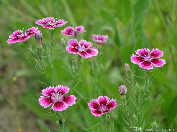 常夏石竹圖片基地實(shí)拍 常夏石竹圖片基地實(shí)拍