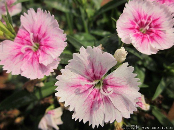 常夏石竹圖片基地實(shí)拍 常夏石竹圖片基地實(shí)拍