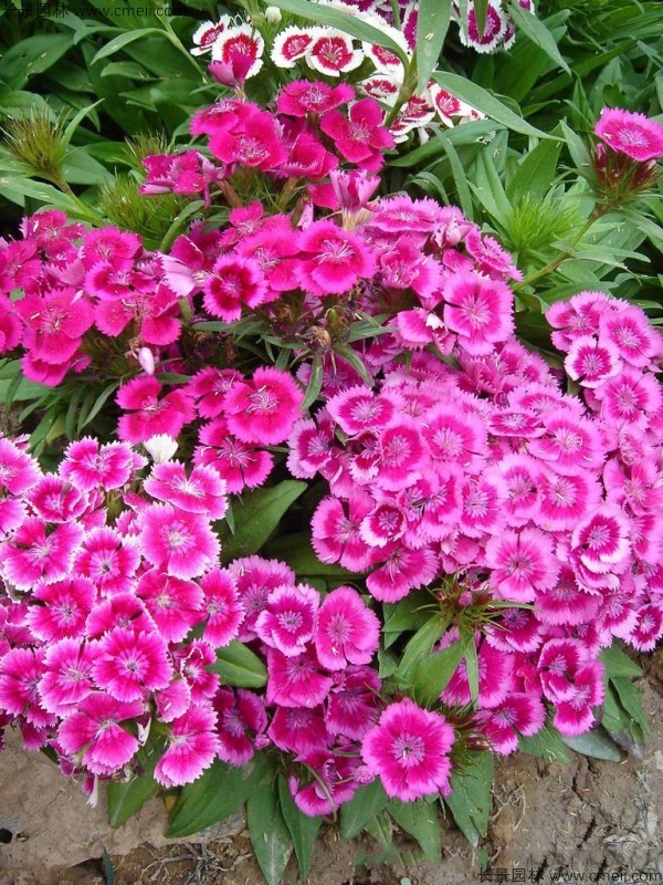 常夏石竹圖片基地實(shí)拍 常夏石竹圖片基地實(shí)拍