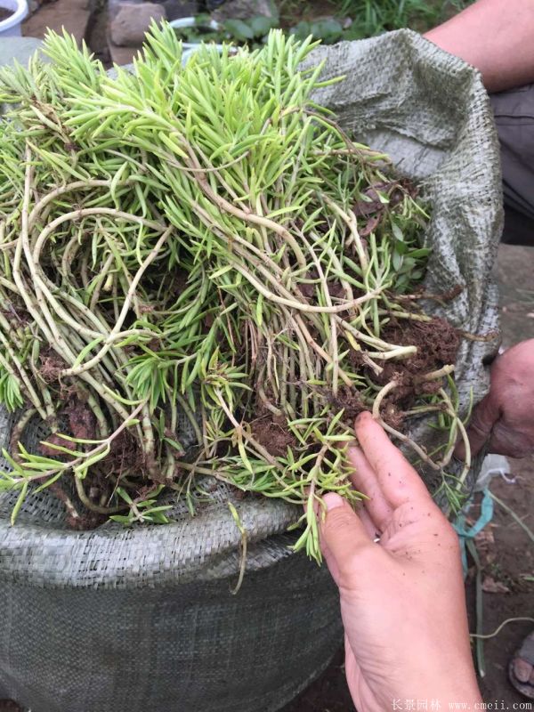 佛甲草基地實(shí)拍圖片 佛甲草基地實(shí)拍圖片