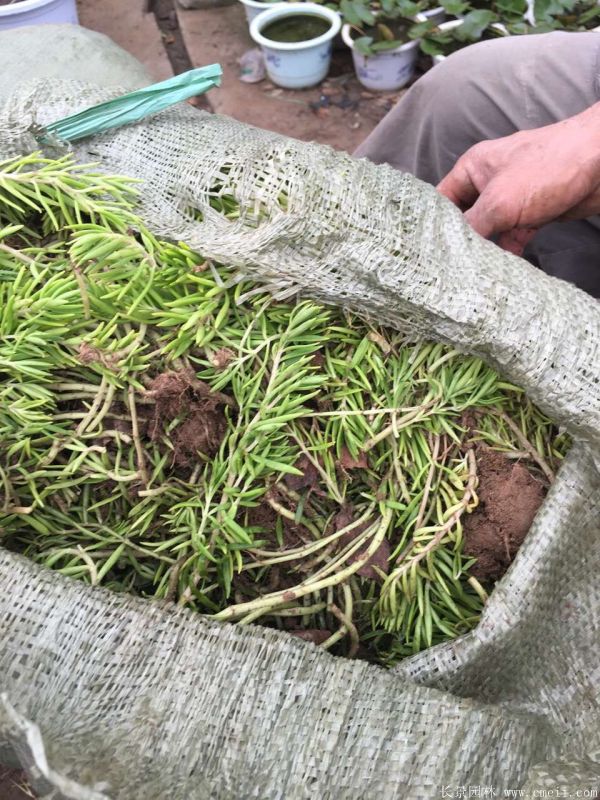 佛甲草基地實(shí)拍圖片 佛甲草基地實(shí)拍圖片